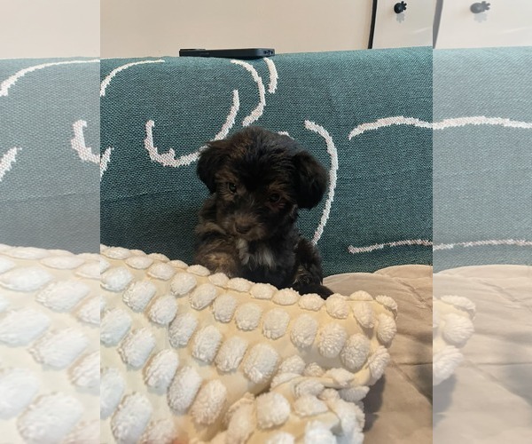 Medium Photo #2 Dachshund-Unknown Mix Puppy For Sale in pomfret, CT, USA