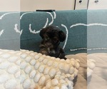Small #1 Dachshund Mix