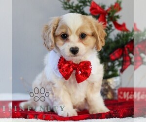 Bichon Frise-Cavachon Mix Puppy for sale in GORDONVILLE, PA, USA