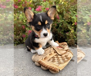 Pembroke Welsh Corgi Puppy for sale in MIDDLEBURY, IN, USA