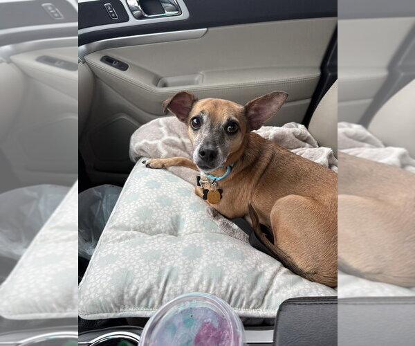 Medium Photo #4 Chihuahua-Unknown Mix Puppy For Sale in Andover, MN, USA