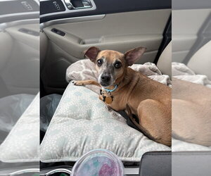 Romeo Jack - Male Chihuahua-Unknown Mix Dog for Adoption - Photo #4