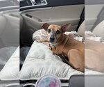 Small Photo #4 Chihuahua-Unknown Mix Puppy For Sale in Andover, MN, USA