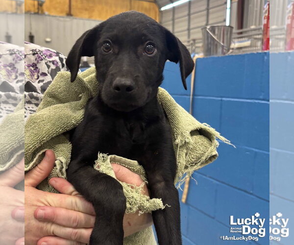 Medium Photo #2 Labrador Retriever-Unknown Mix Puppy For Sale in Washington, DC, USA