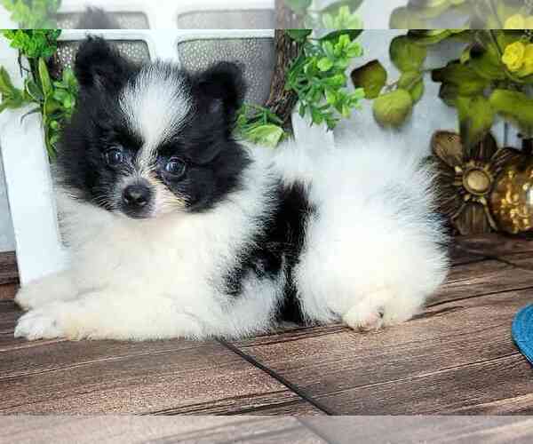 Medium Photo #2 Pomeranian Puppy For Sale in NAPLES, FL, USA