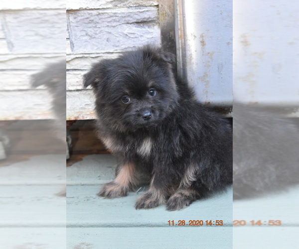 Medium Photo #13 Pom-Shi Puppy For Sale in DINWIDDIE, VA, USA
