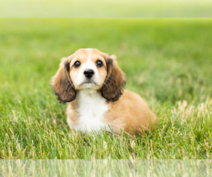 Dachshund Puppy for sale in BREMEN, IN, USA
