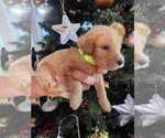 Small Photo #1 Goldendoodle Puppy For Sale in BRIARCLIFF, TX, USA