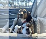 Small Photo #4 Beagle Puppy For Sale in Arlington, VA, USA