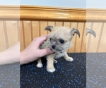 Small Photo #11 ShiChi Puppy For Sale in SAINT AUGUSTINE, FL, USA