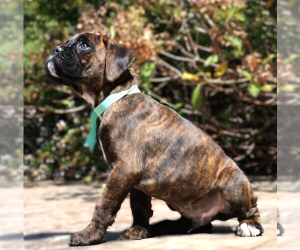 Medium Photo #12 Boxer Puppy For Sale in MAYSVILLE, GA, USA