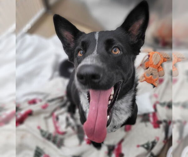 Medium Photo #8 German Shepherd Dog-Unknown Mix Puppy For Sale in Rockaway, NJ, USA