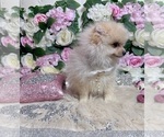Small Photo #95 Pomeranian Puppy For Sale in HAYWARD, CA, USA