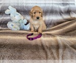 Small #15 Golden Retriever