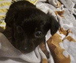 Puppy Puppy 4 Chihuahua-Chiweenie Mix