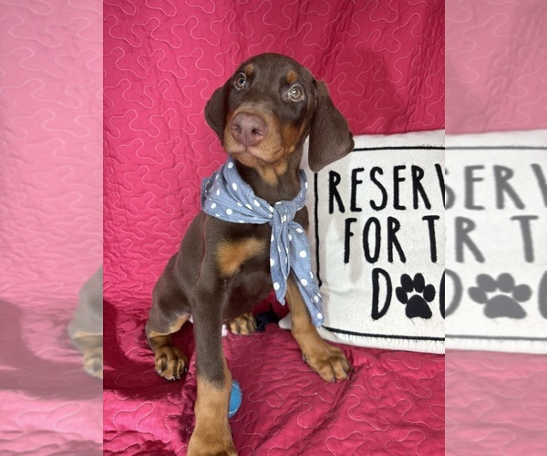 Medium Photo #2 Doberman Pinscher Puppy For Sale in GREENFIELD, IN, USA
