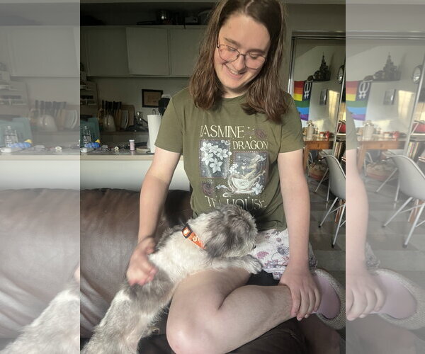Medium Photo #5 Shih Tzu-Unknown Mix Puppy For Sale in Davis, CA, USA