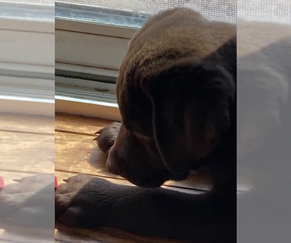 Medium Photo #4 Labrador Retriever Puppy For Sale in BURLINGTON, WI, USA