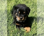 Small #8 Rottweiler