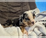 Puppy 5 Bulldog