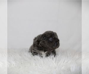 French Bulldog Puppy for sale in POMONA, CA, USA