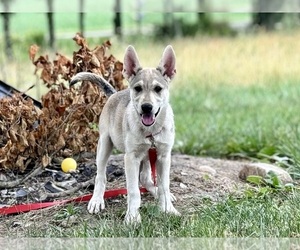 German Shepherd Dog-Siberian Husky Mix Puppy for sale in DE GRAFF, OH, USA