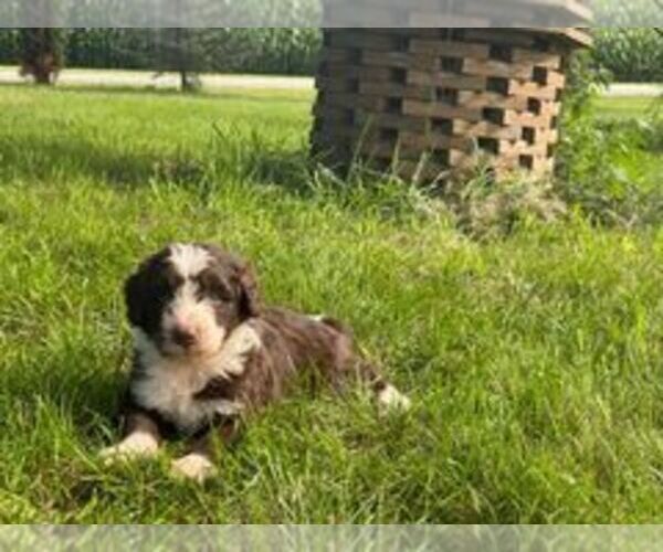 Medium Photo #1 Aussiedoodle Puppy For Sale in ADRIAN, MI, USA