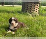 Small Photo #1 Aussiedoodle Puppy For Sale in ADRIAN, MI, USA