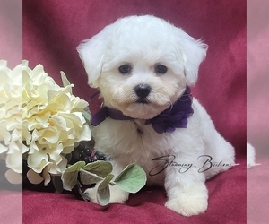 Bichon Frise Puppy for Sale in BREMEN, Georgia USA