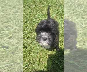 Cavapoo Puppy for sale in WARSAW, IN, USA
