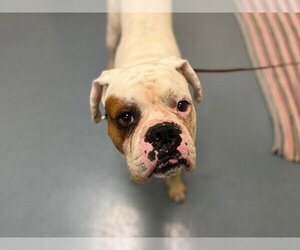 American Bulldog Dogs for adoption in Denver, CO, USA