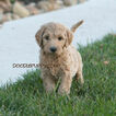 Small Photo #28 Goldendoodle Puppy For Sale in WOLCOTT, IN, USA