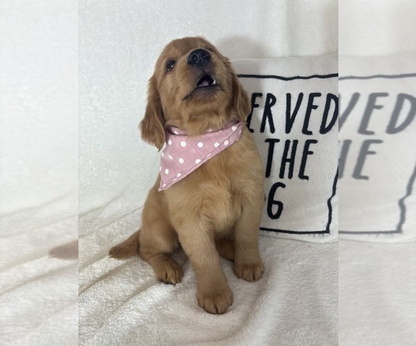 Medium Photo #3 Golden Retriever Puppy For Sale in GREENFIELD, IN, USA