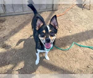 Chihuahua Dogs for adoption in Orange, CA, USA