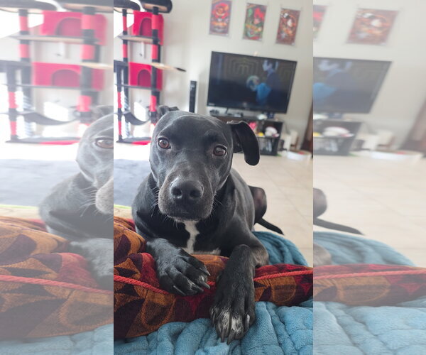Medium Photo #1 Labrador Retriever-Unknown Mix Puppy For Sale in Chandler, AZ, USA