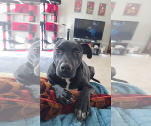 Labrador Retriever-Unknown Mix Dogs for adoption in Chandler, AZ, USA