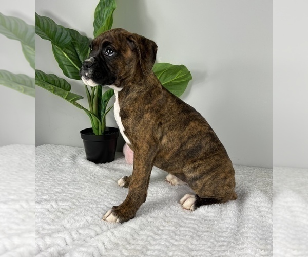 Medium Photo #5 Boxer Puppy For Sale in FRANKLIN, IN, USA