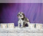 Small Photo #5 Schnauzer (Miniature) Puppy For Sale in WARSAW, IN, USA