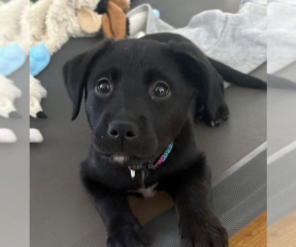 Medium Photo #1 Aussiedor Puppy For Sale in Roxboro, NC, USA