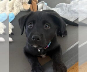 Aussiedor Dogs for adoption in Roxboro, NC, USA