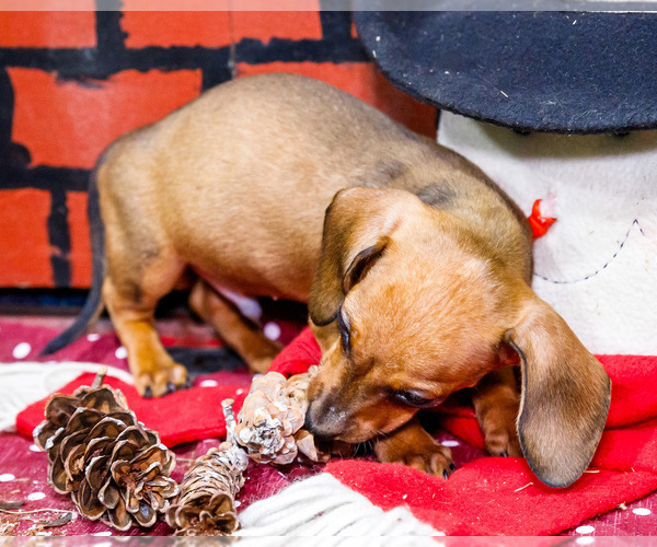 Medium Photo #4 Dachshund Puppy For Sale in WAKARUSA, IN, USA
