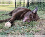 Small #6 Labrador Retriever