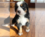 Small Photo #2 Bernese Mountain Dog Puppy For Sale in CUYAHOGA FALLS, OH, USA