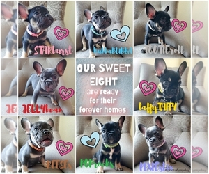 French Bulldog Puppy for sale in ELK GROVE, CA, USA