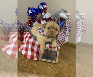 Dogue de Bordeaux Puppy for sale in JACKSON, OH, USA