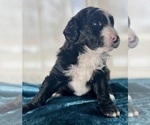 Small Photo #6 Miniature Australian Shepherd-Miniature Bernedoodle Mix Puppy For Sale in BLUE SPRINGS, MO, USA