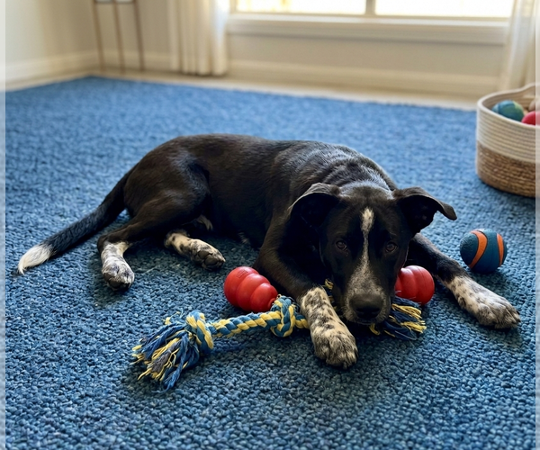 Medium Photo #3 Labrador Retriever-Unknown Mix Puppy For Sale in Genesee, WI, USA