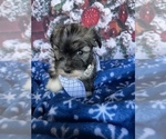 Small Photo #1 Havanese Puppy For Sale in LANCASTER, PA, USA