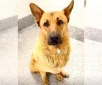 Small #1 Chow Chow Mix