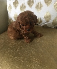Poodle (Toy) Puppy for sale in HUNTSVILLE, AL, USA